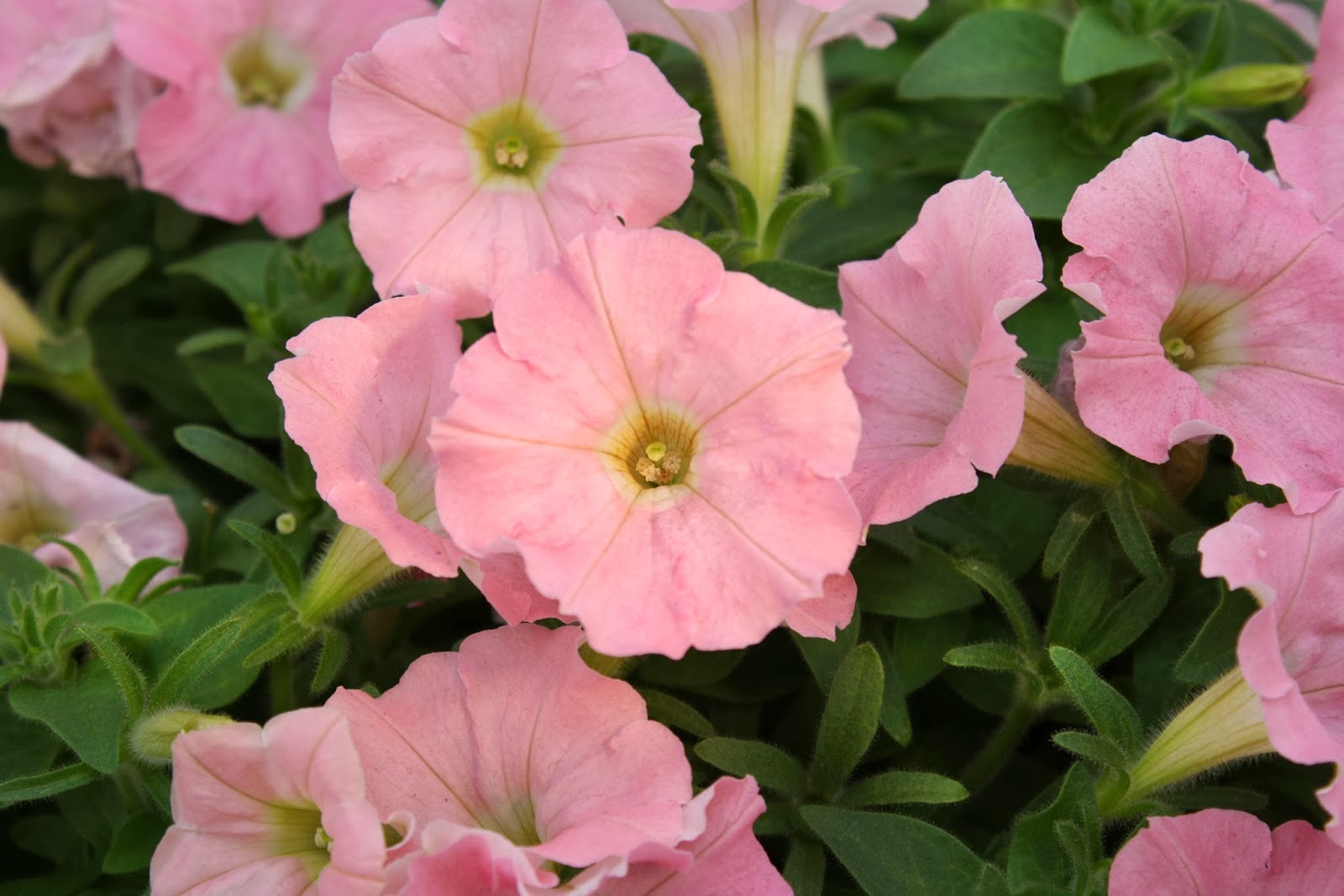 Petunia Merlin Morn Pink Seed